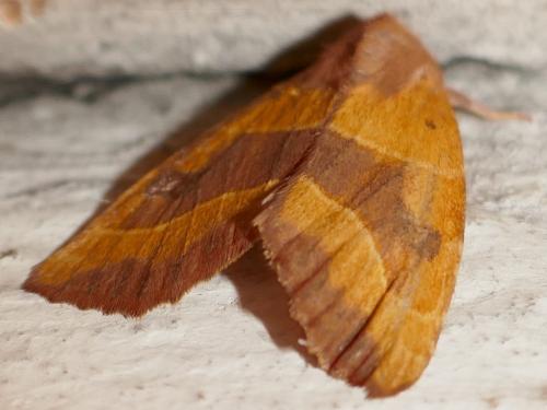 Réf. 267 527 : Atethmia centrago